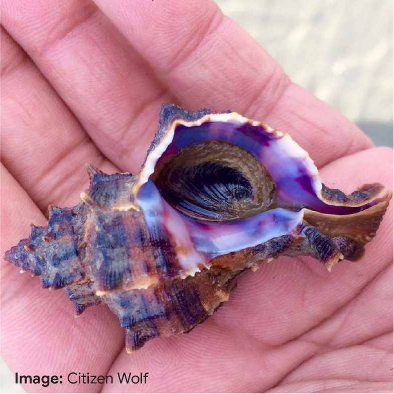 Purple-Dye-Mollusk